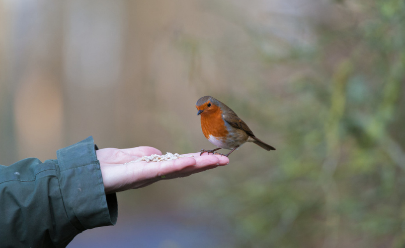 Robin on an outstretched hand holding bird feed at WWT Slimbridge
